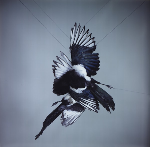 Richard Learoyd: Dark Mirror