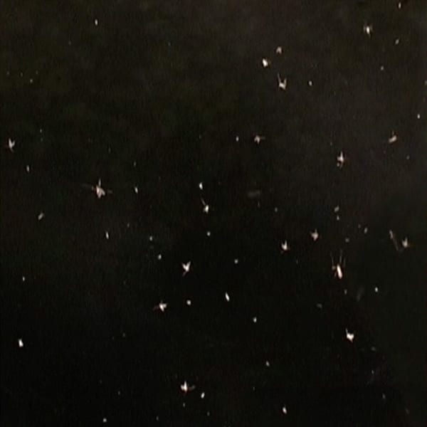 Night Navigation, 2003