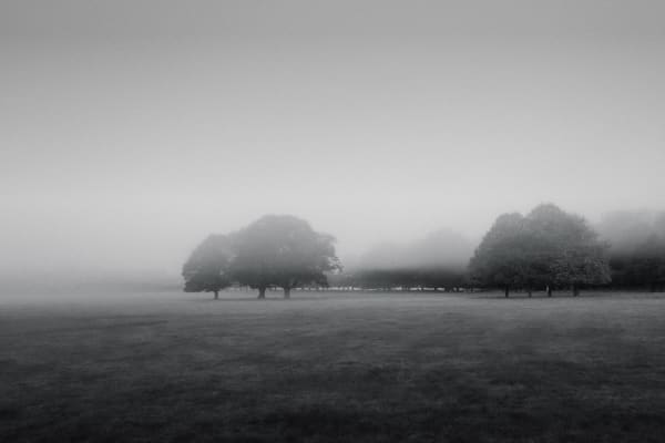 Richmond Park, Study 2, 2023