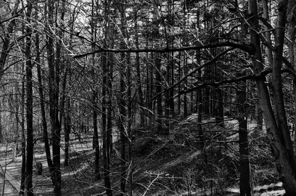 Black Forest #3 [Rumbula]