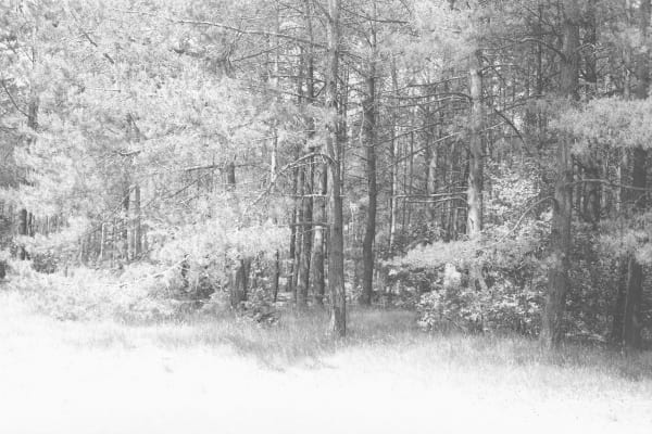 White Forest [White Panorama #2] [Treblinka]