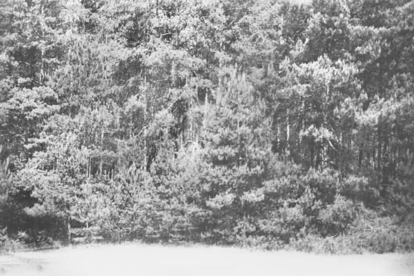 White Forest [White Panorama #3] [Treblinka]