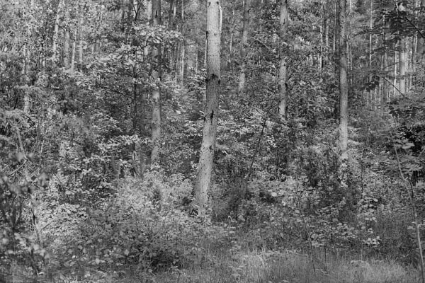 Gray Forest [#3] [Treblinka]