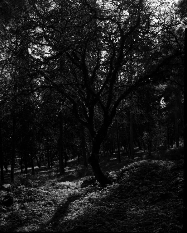 black oak tree in Beit Keshet forest with glimpse of light