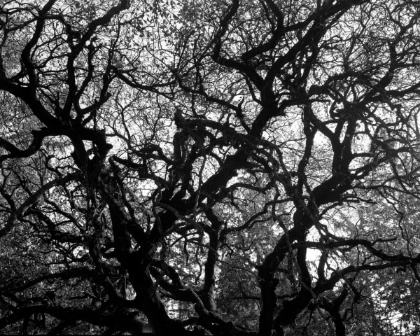 black oak tree branches on white sky in Beit Keshet forest