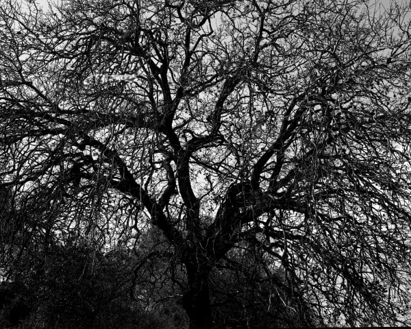 Beit Keshet Forest [#3] (After Eli-Ben-Zvi), 2020