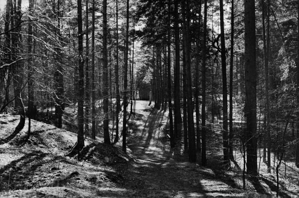 Black Forest #1 [Rumbula]