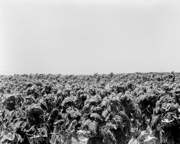 Sunflowers [#2], 2016