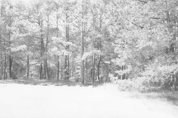 The Forest: Journeys and Cross-Sections
