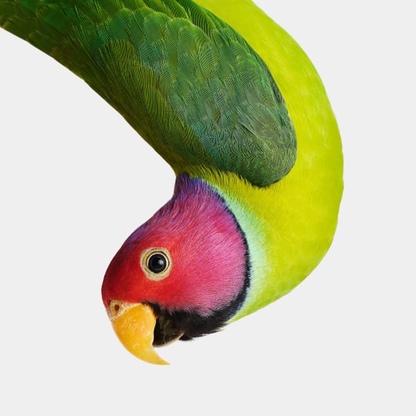 Randal Ford, Plum-Headed Parakeet Picasso, 2023