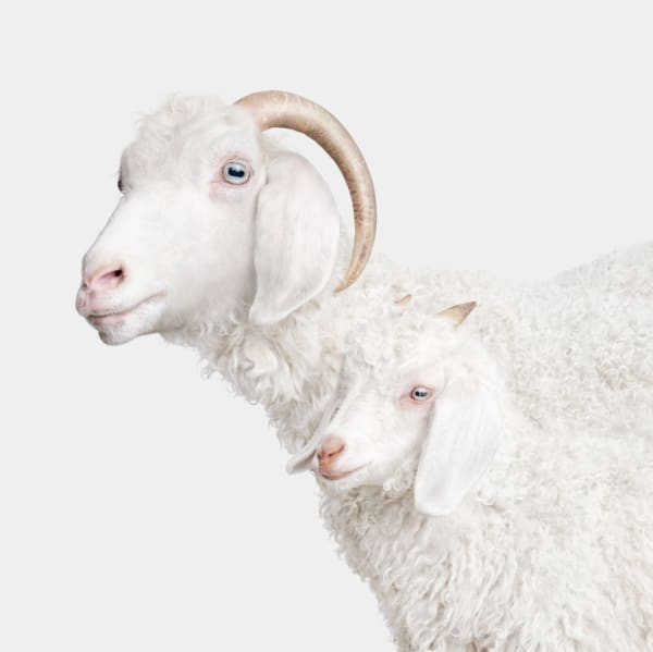 Randal Ford, Angora Doe and Doeling, 2024