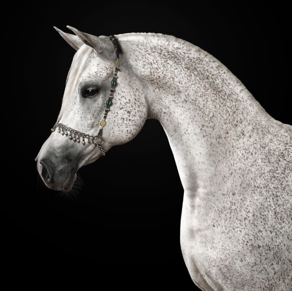 Randal Ford, Grey Arabian Horse No. 1, 2024