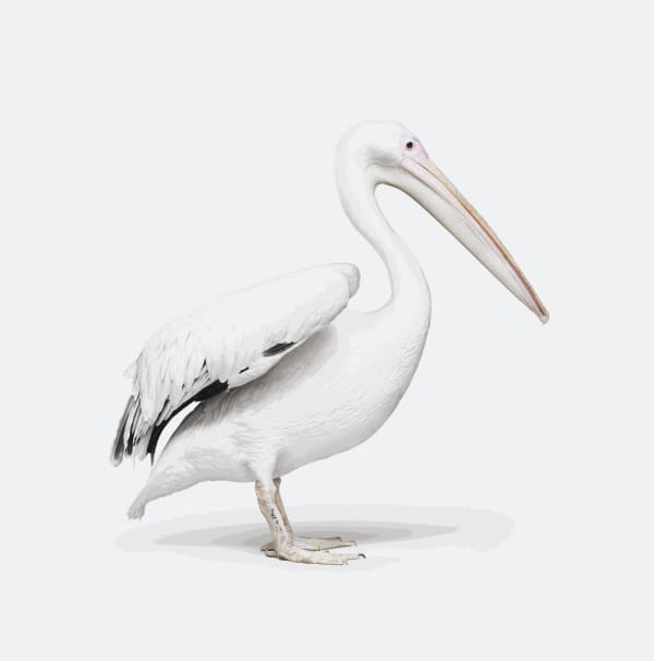 Randal Ford, Great White Pelican No. 1, 2018