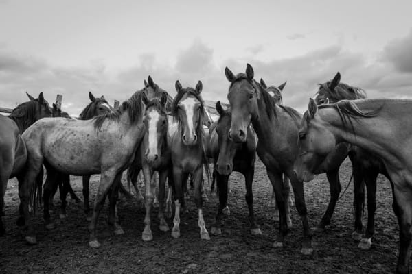 Gregory Hayes, Untitled (B&W Horses), POSTCARD FROM URUGUAY