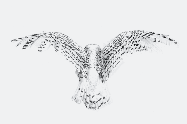 Randal Ford, Snowy Owl Wings, 2018