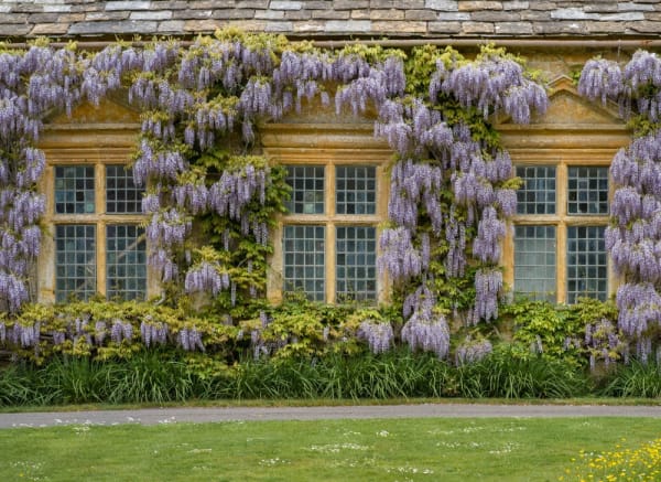 Dale Goffigon, Wisteria