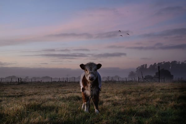 Heidi Lender, Untitled (Calf), POSTCARD FROM URUGUAY