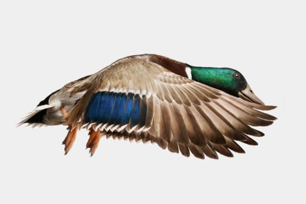 Randal Ford, Gray Mallard Duck in Flight, 2024