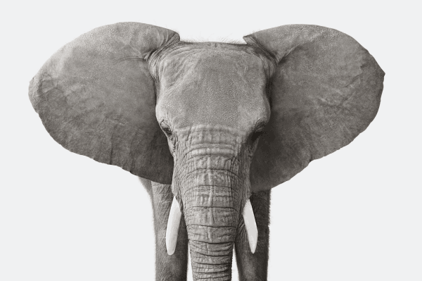 Randal Ford, African Elephant No. 3, 2018