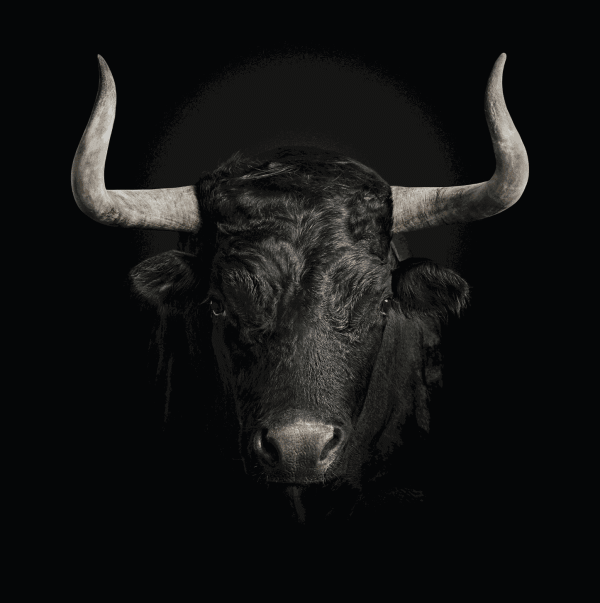 Randal Ford, Toro Bravo, 2018