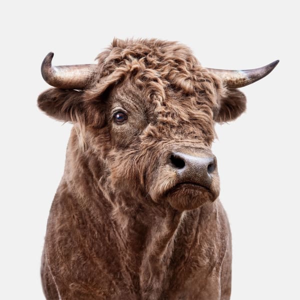Randal Ford, King Henry: Highdex Bull