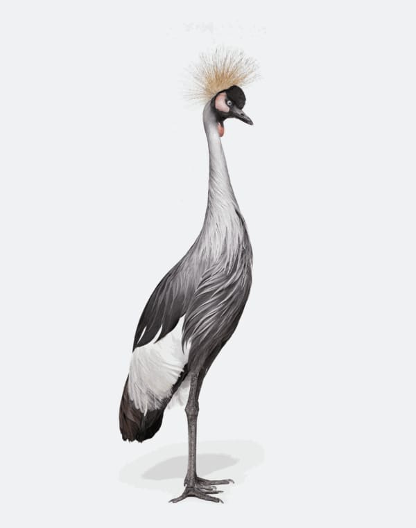 Randal Ford, African Crane No. 1, 2018