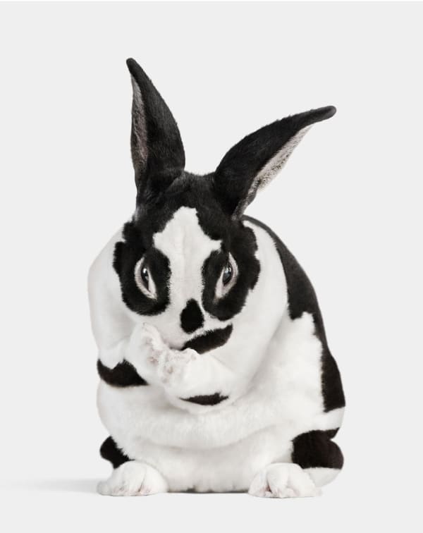Randal Ford, Mini Rex Rabbit No. 1, 2024