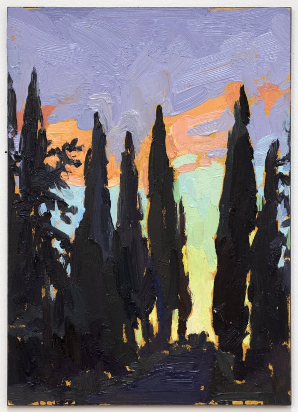 Sunset Cypress