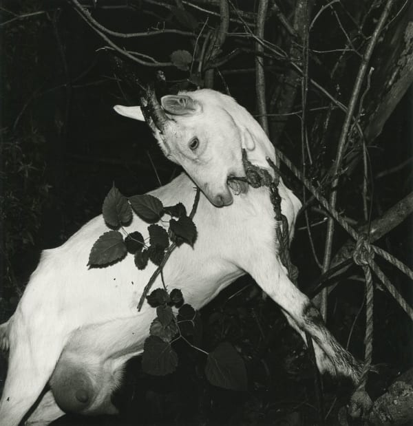 須田一政 Suda Issei