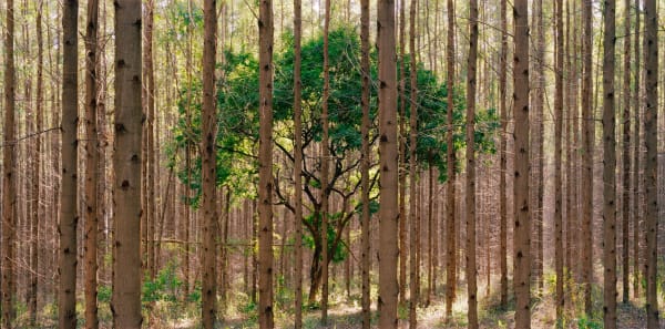 Sufocamento. Madeira de Lei. Pedro David.