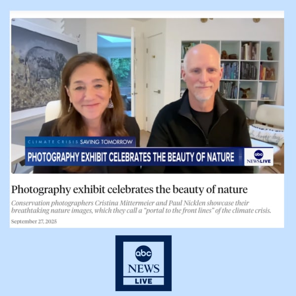 ABC News Live