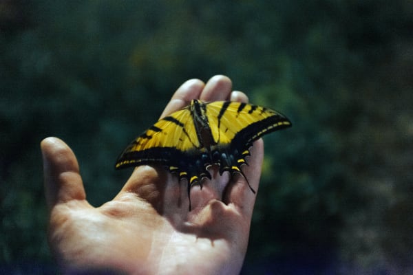 Sara Aue Sobol Yellow Butterfly Mexico 2016