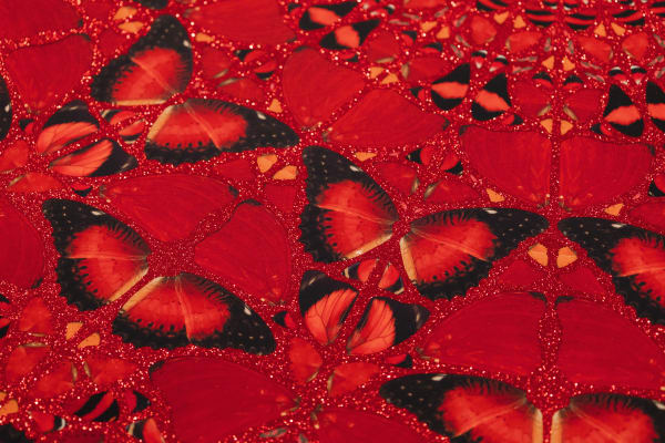 Dhrbg Zoom6 Compressed