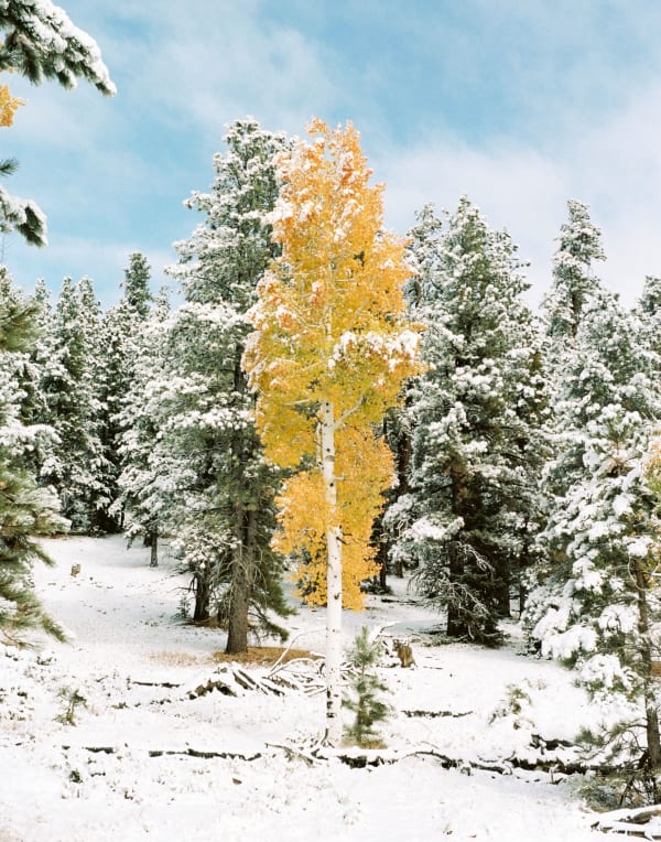 The Tree - Utah by Leia Morrison 2024