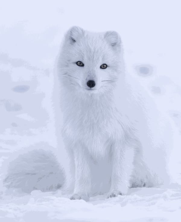 An Encounter with an Amber-eyed Fox