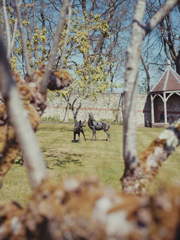 Fred Gordon Roe Deer