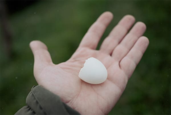 Eggshell on Palm