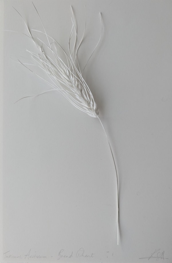 Jaggedart Rachel Shaw Ashton Triticum Aestivum Bread Wheat