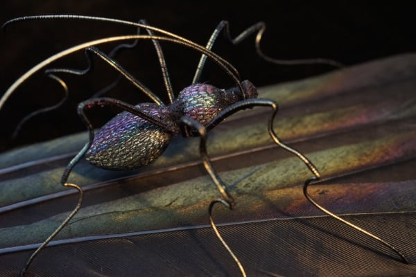 Bridget Bailey - Dancing Grasses