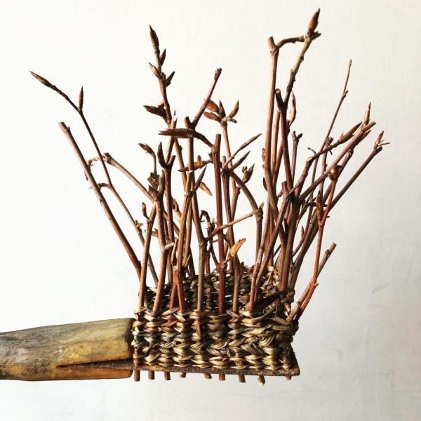 Rhizome From the mud to the sun