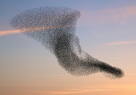 Juliet and Jamie Gutch won the commission