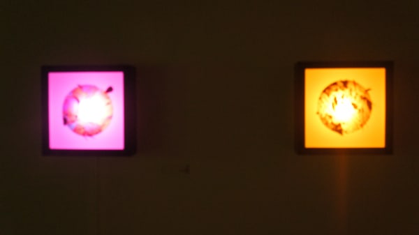 Alexis Buhrman, Resonancias, 2014 Installation view