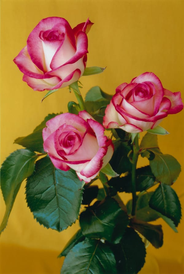 Hans-Peter Feldmann, Flowerpicture #13