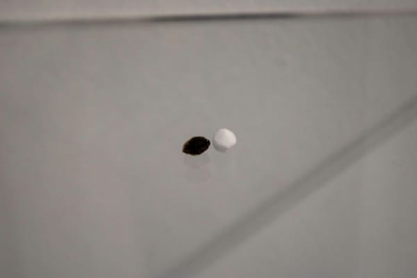 Wilfred Prieto , Amor, 2019