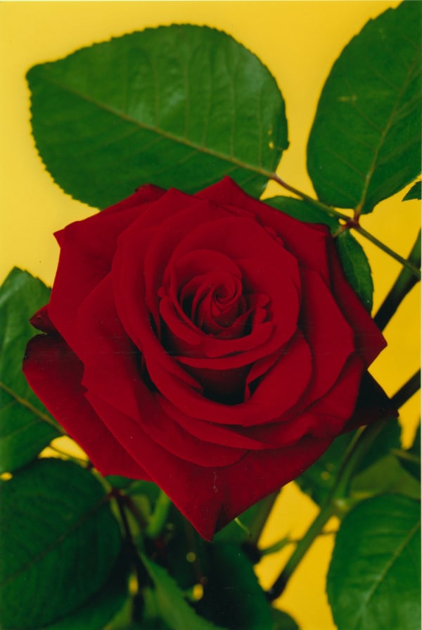 Hans-Peter Feldmann, FlowerPicture #11