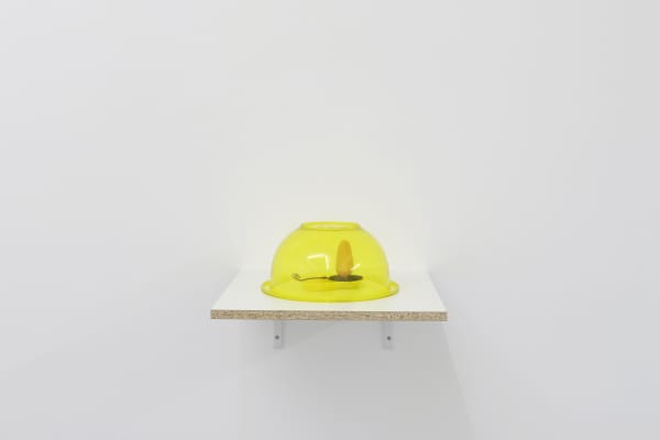 Cezary Bodzianowski, Bugs, 2016, mixed media, 12.5 x 20 x 20 cm, unique