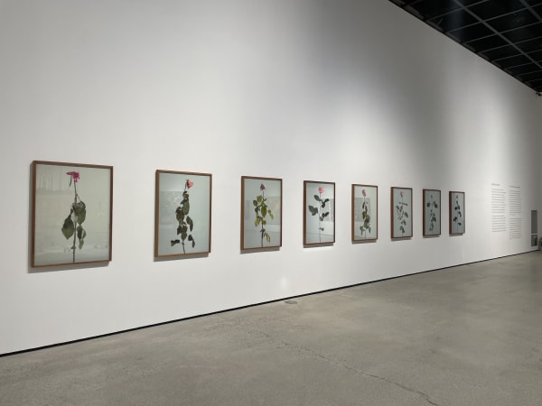 Installation view: Romance Rooted in Eternity: Flowers in Bloom, Jeonnam Museum of Art, 2023