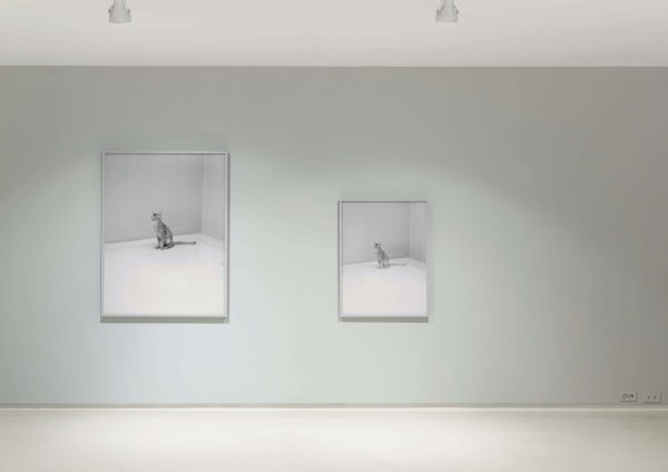 Installation view: Rose is a Rose, Perigee Gallery, 2016