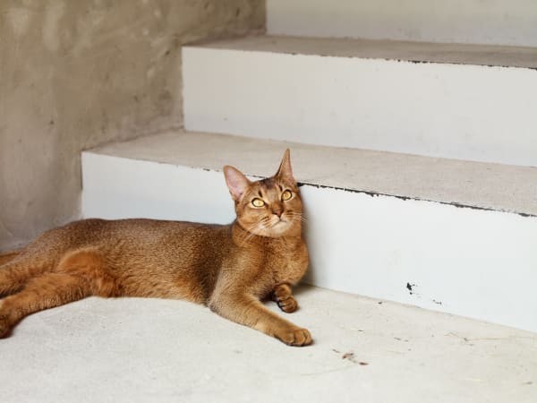 Chung Hee Seung, Reflection, 2020