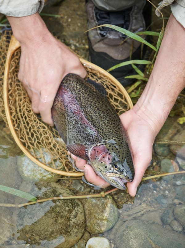 Chung Hee Seung, A trout in his hands , 2020